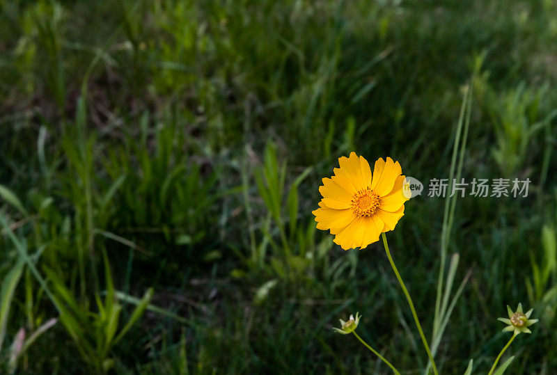 夏天波斯菊花