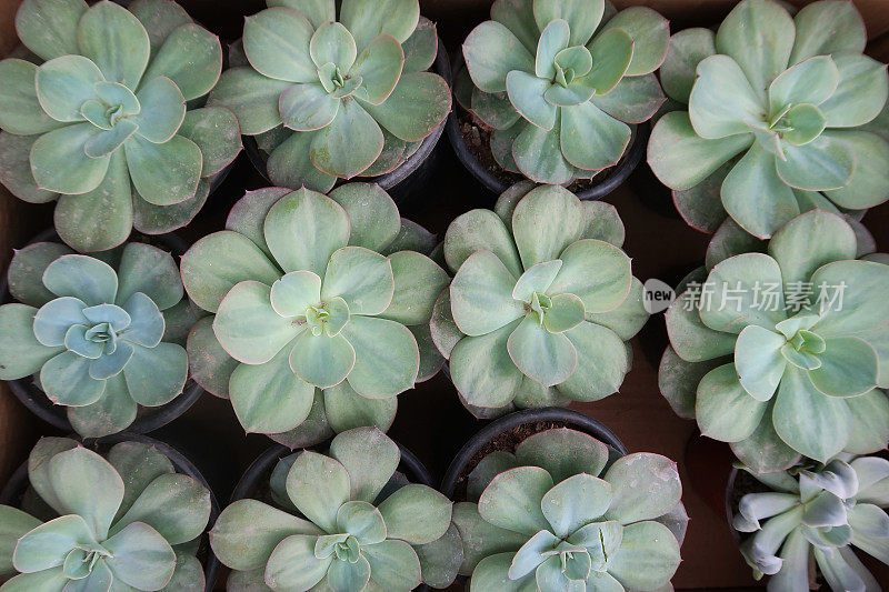 多肉莲座植物的形象，永远活，在花园中心展示在小塑料花盆，高架景观