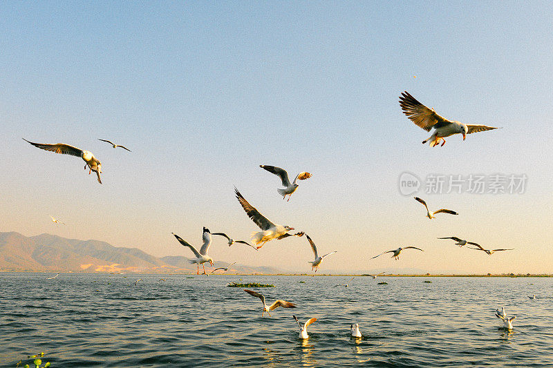 缅甸茵莱湖碧空中飞翔的海鸥