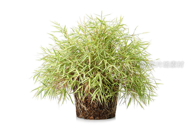 竹类植物或百穗草在生长材料上分离出白色