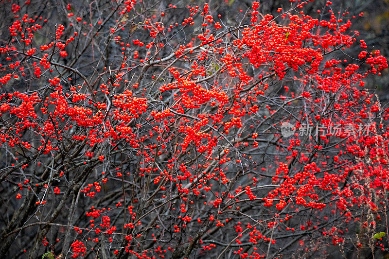 Winterberry灌木上的红色浆果