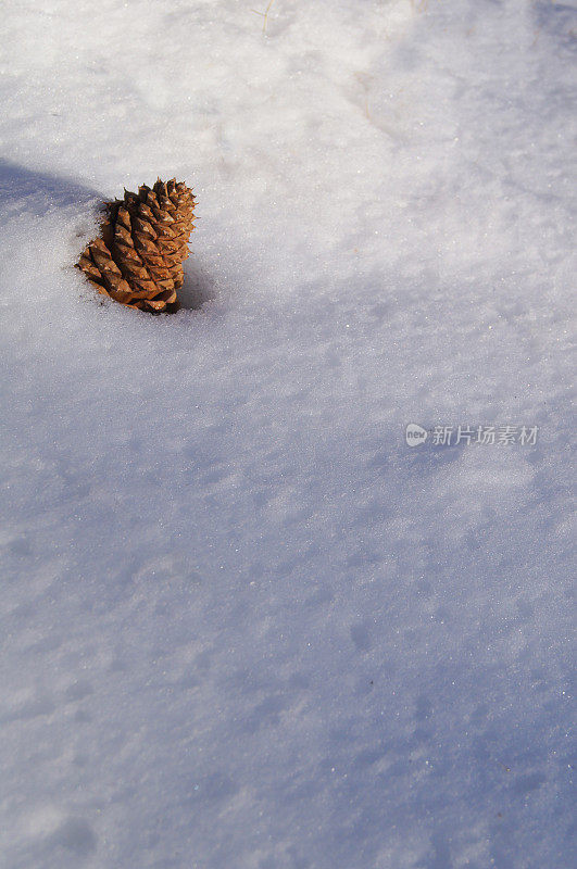 冬雪背景中的松果