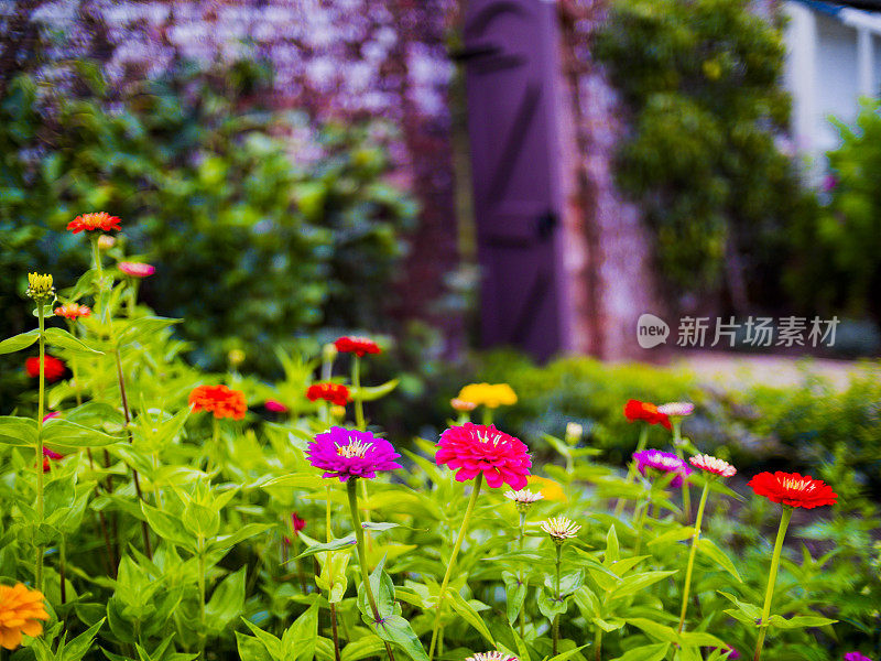 草堂郁郁葱葱，夏日花园花草葱郁，夏日阳光明媚