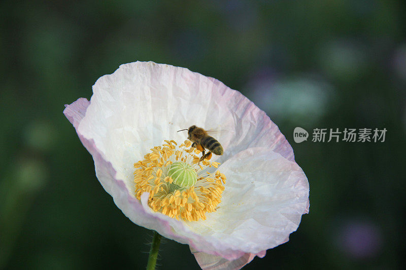 罂粟花(罂粟科)与盘旋的蜜蜂