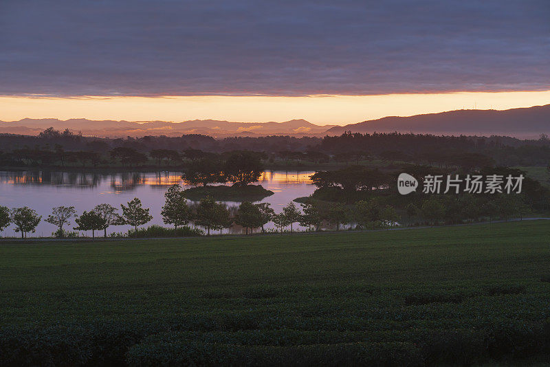 泰国清莱辛哈茶园的晨景