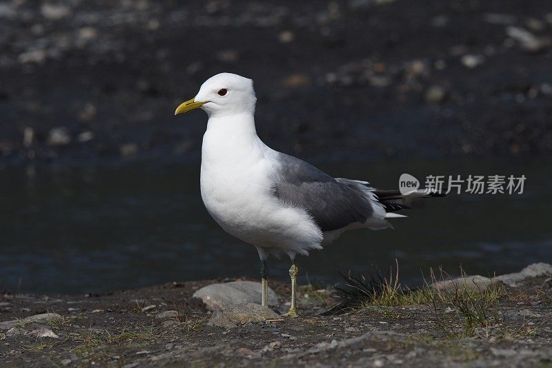 迪纳利NP萨维奇河的鸥叫声