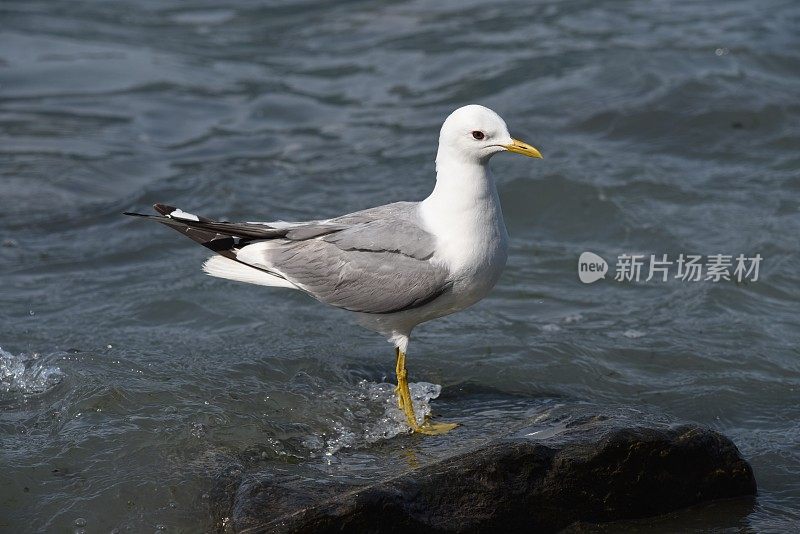 海鸥站在水里