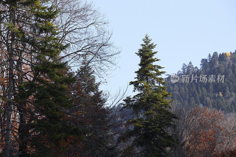 雄伟的巨型红杉树风景