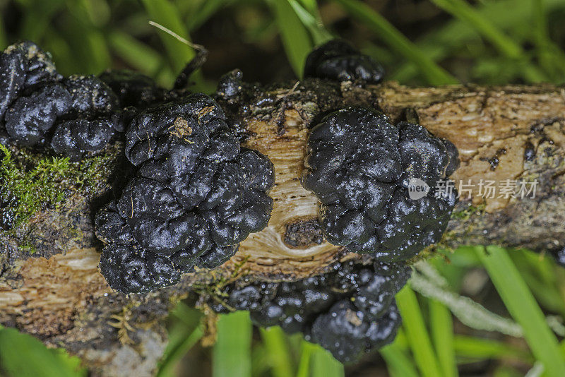黑女巫黄油，黑果冻卷，或疣状果冻真菌是黑木耳科的一种果冻真菌。