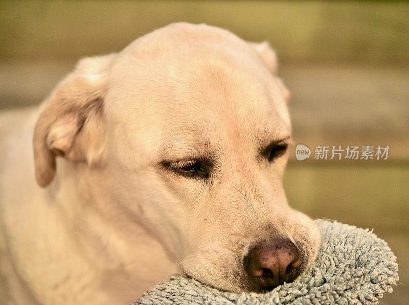 拉布拉多寻回犬