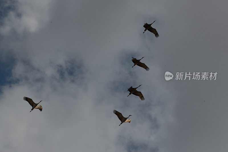 沙丘鹤迁徙通过科罗拉多州中部的蒙特维斯塔野生动物保护区