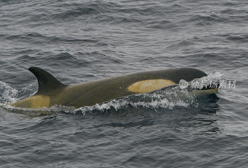野生虎鲸荚，虎鲸，在壮观的南极半岛在南大洋