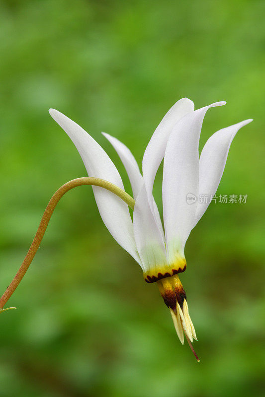 芝加哥的流星野花