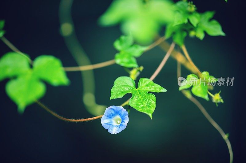 篱笆上的天蓝色牵牛花