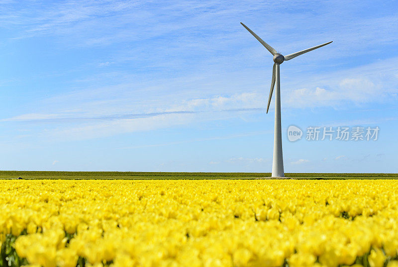 荷兰一片亮黄色郁金香花丛后的大型风力涡轮机