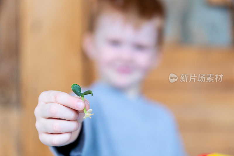 可爱的孩子把发芽的种子重新种在花盆里，然后在家里进行隔离