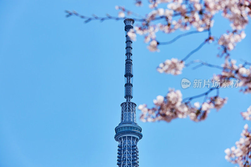 东京天空树和粉红色樱花的特写，东京，日本