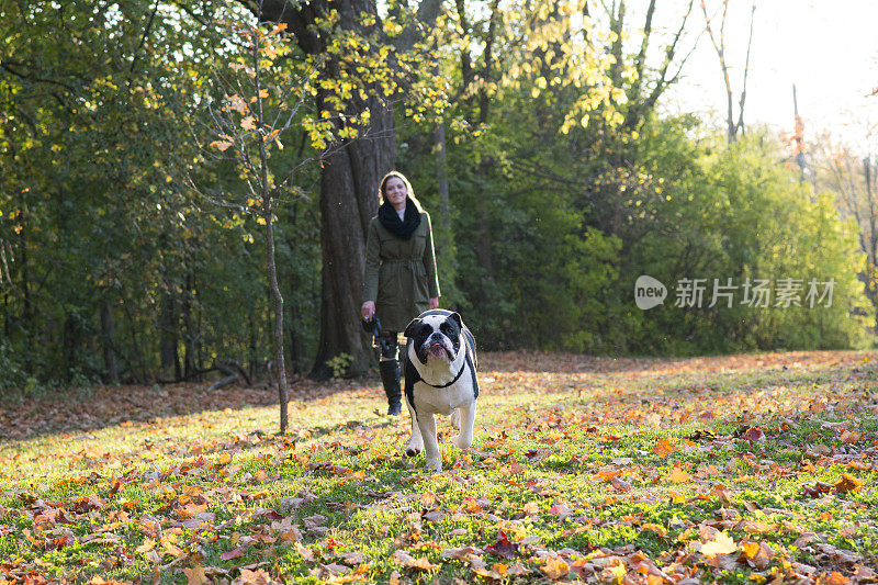 运行的英国牛头犬