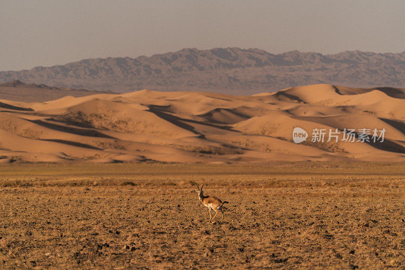 日落时分，野山羊在蒙古戈壁沙漠的牧场上