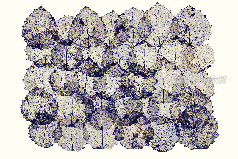 干燥压干叶片骨架背景