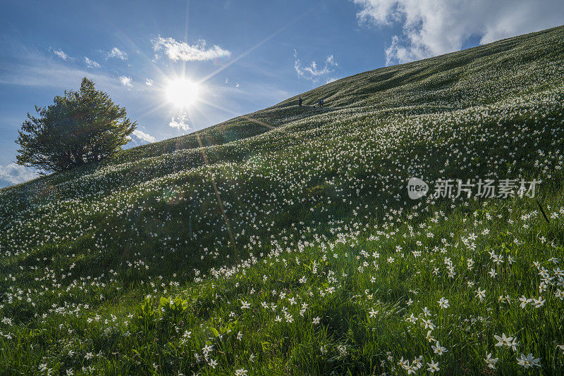 水仙花水仙花在模糊的花田上的山顶坡，Golica山，在斯洛文尼亚傍晚