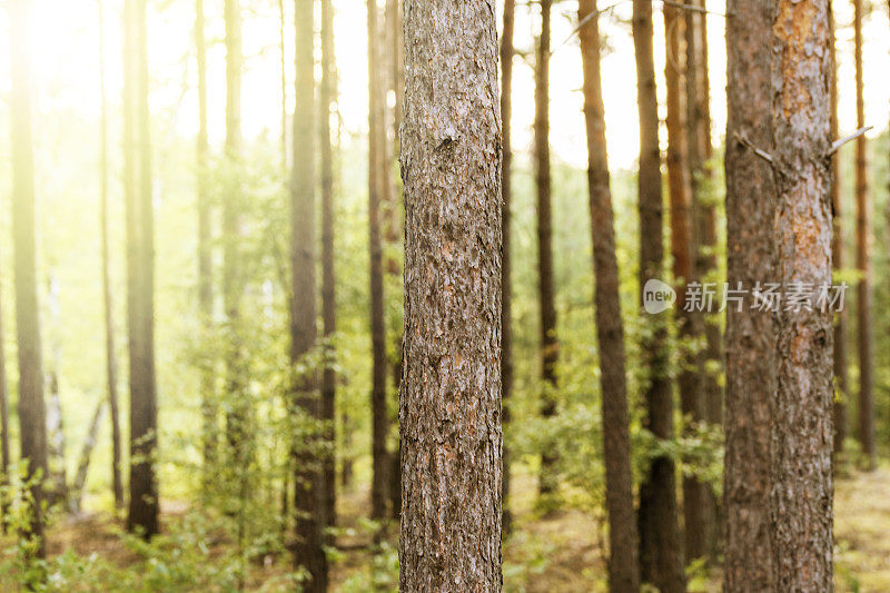 夏日的黄昏阳光照耀在云杉林中，背景中有一棵小松树