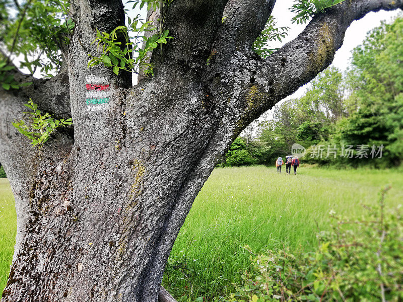 带着旅游标志的树和一群背包客——游客在喀尔巴阡山的自然公园里徒步行走在鲜花盛开的草地上