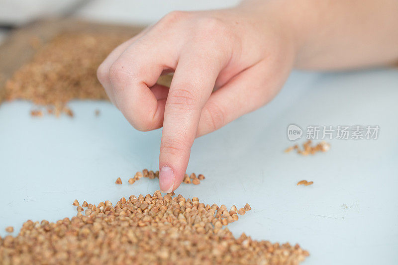 实验室助理的女性手在检查荞麦的质量。