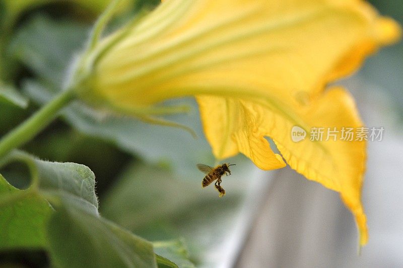 飞蜂和南瓜花