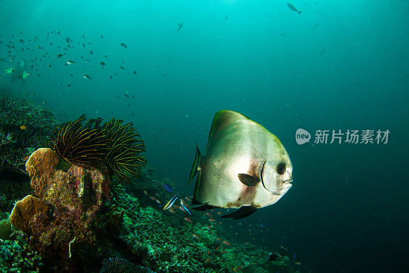 热带鱼，海洋生物，