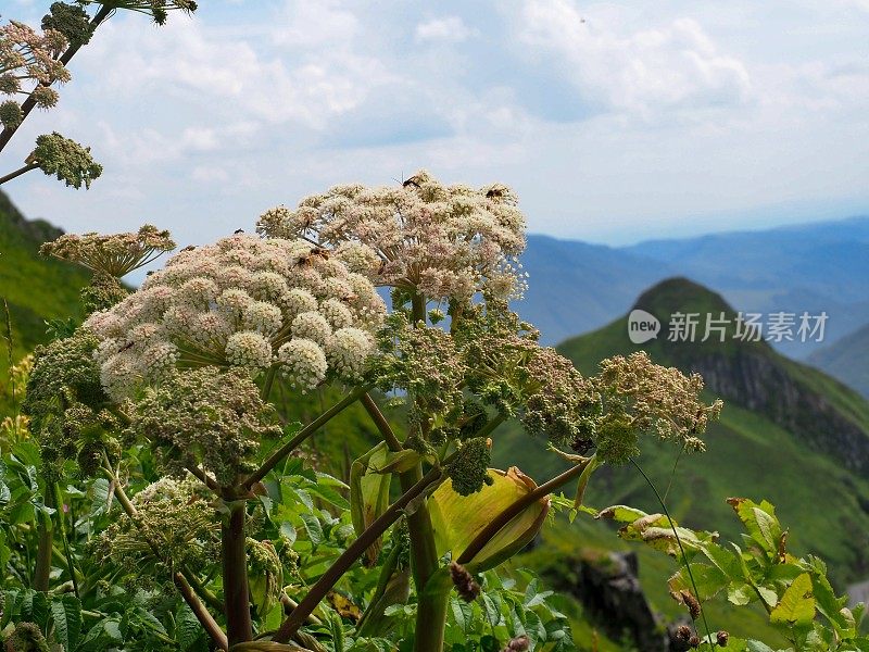 安吉莉卡在法国康塔尔山脉前