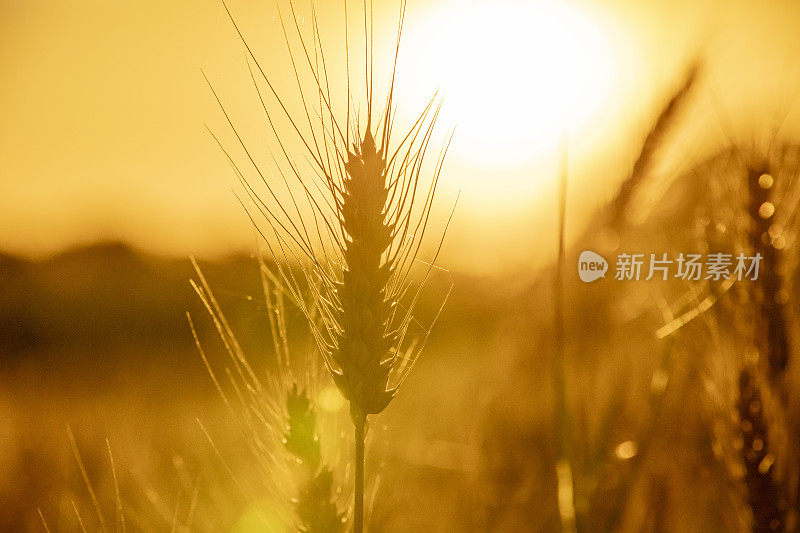 黄金时间的特写小麦在农业领域