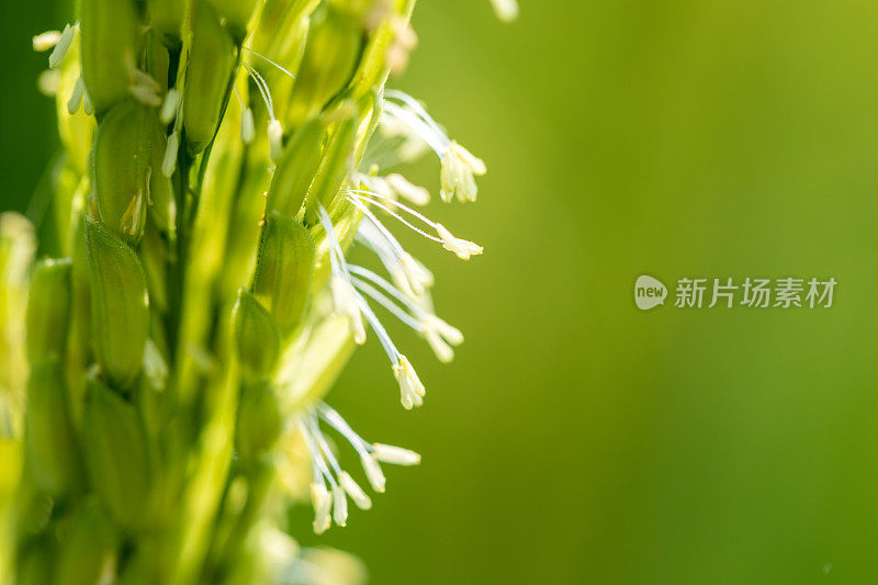 露水滴在稻叶上，稻花从种子开花