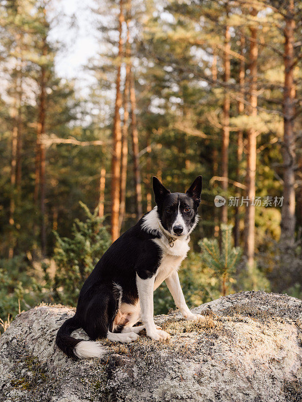 可爱的边境牧羊犬混合坐在户外的岩石在森林里