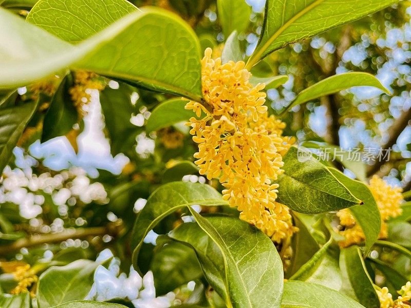 美丽的桂花在江苏，中国