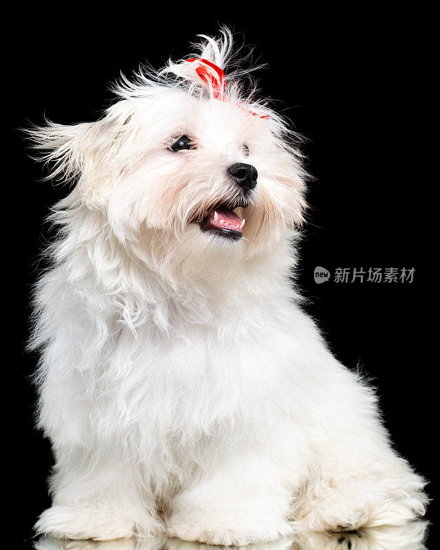 白色马耳他品种狗工作室肖像上的黑色背景