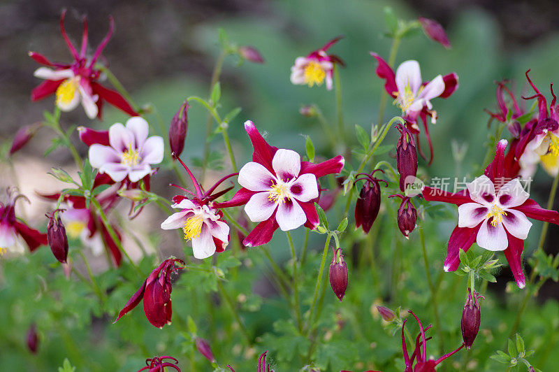 白沉香属开花植物，红白黄花，多年生观赏草本，花盛开