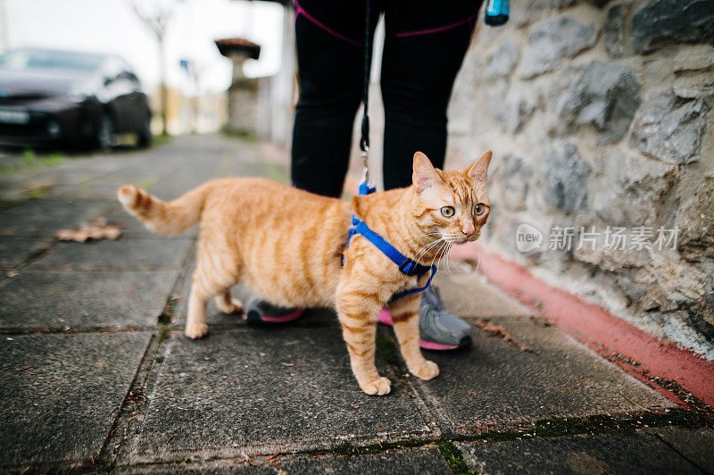 用皮带在户外遛猫