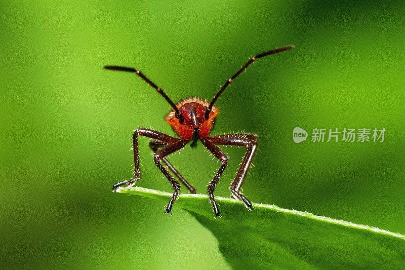 红棉虫在绿叶上看着相机。