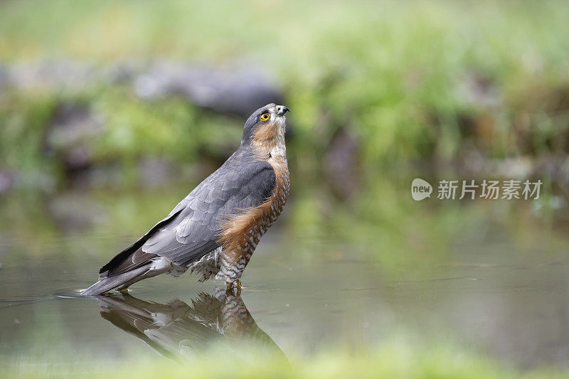 雄性雀鹰(鹰)