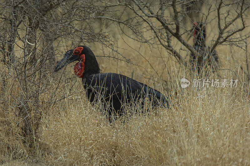 南部Ground-Hornbill