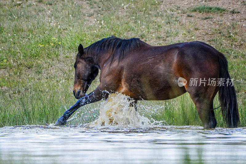 马在池塘里溅水花