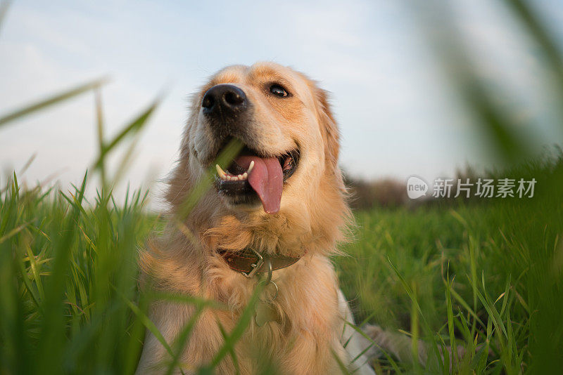 金毛猎犬坐在草地上。