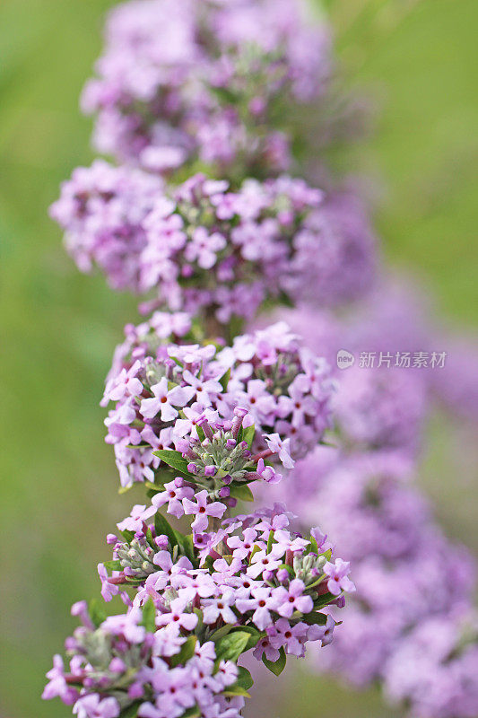 夏季互叶白花