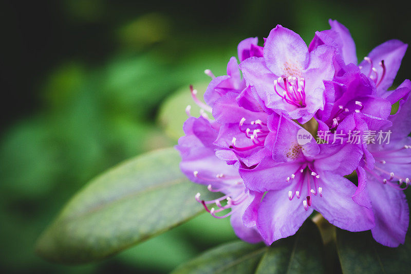 美丽的花园与鲜花杜鹃花