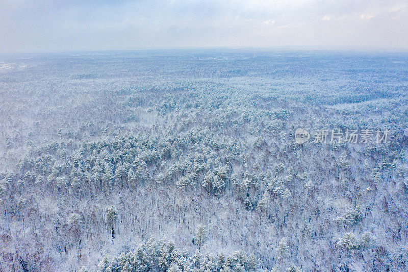 鸟瞰图的混合森林覆盖着雪。