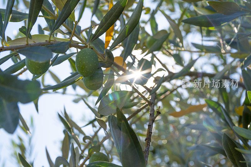 自然希腊橄榄。