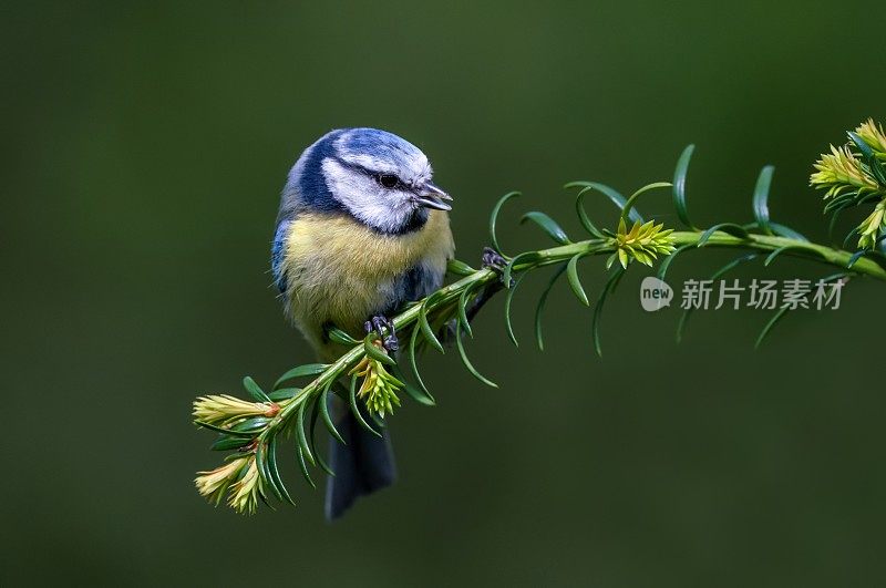 小枝上的蓝色山雀