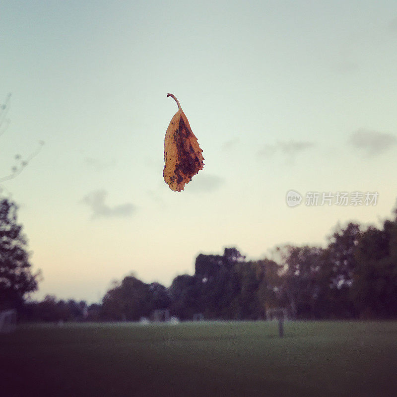 树叶挂在空中