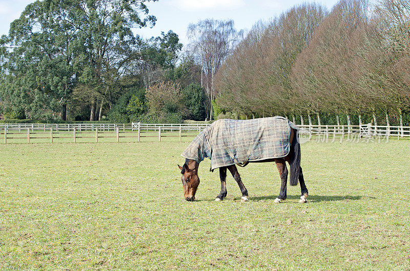 在围场吃草的马。英国多塞特郡温伯恩市威斯尚顿附近的克里切尔庄园，一条公共小径。